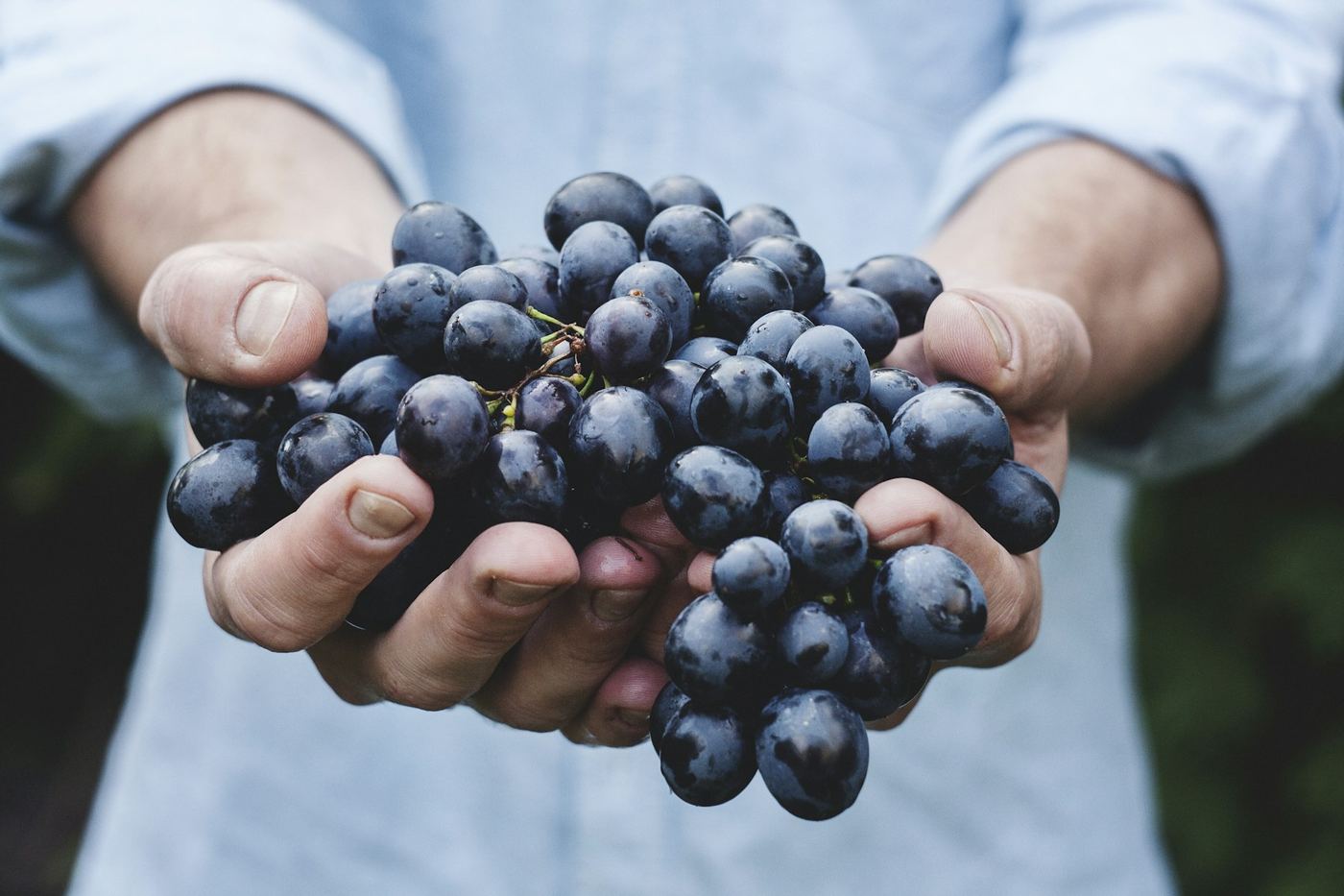 Mani che tengono un grappolo d'uva nera