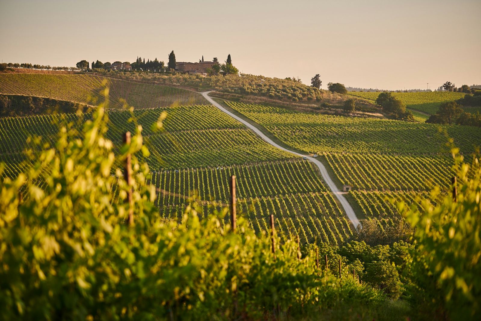 Vigneto in collina al tramonto